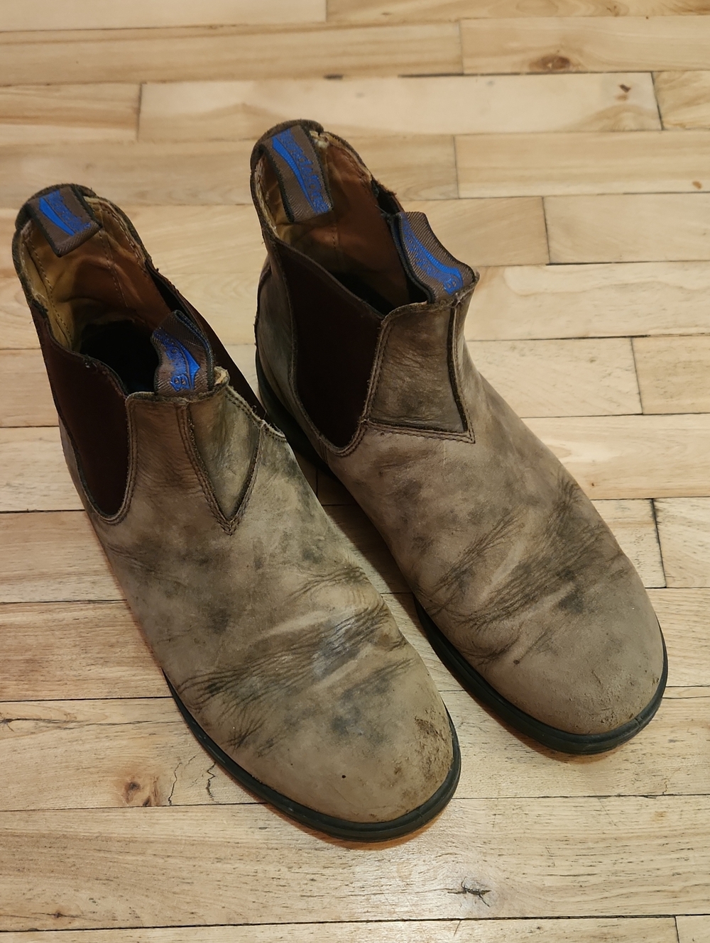 Blundstone Brown Leather Chukka Boots with Blue Pull Tabs